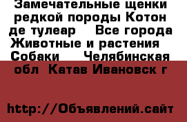 Замечательные щенки редкой породы Котон де тулеар  - Все города Животные и растения » Собаки   . Челябинская обл.,Катав-Ивановск г.